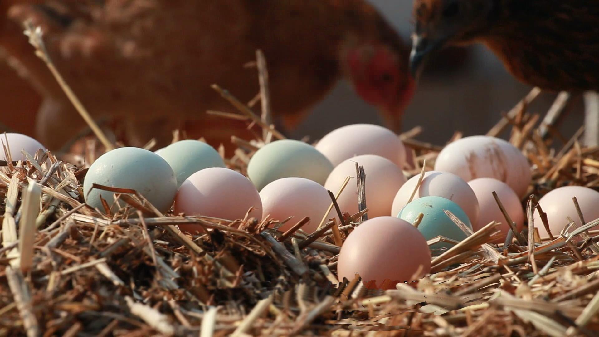 土鸡蛋农村正宗野外散养天然新鲜笨鸡蛋柴鸡蛋虫草蛋初产蛋30枚