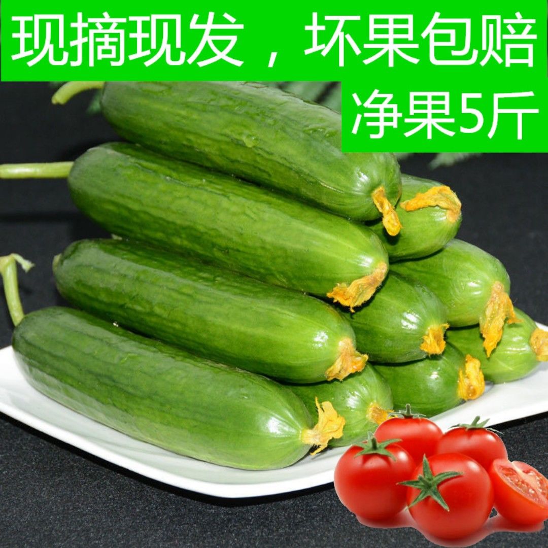 巧鲜生精选水果小黄瓜新鲜蔬菜黄瓜生吃无刺迷你黄瓜奶油小黄瓜