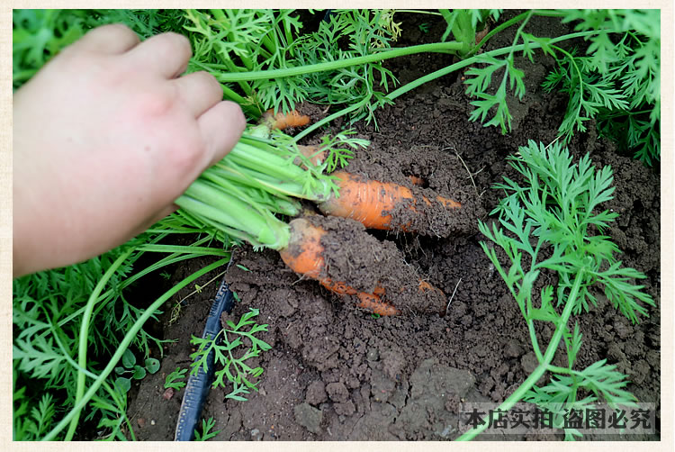 【5斤包邮】农家沙地水果胡萝卜生吃新鲜红心脆甜沙窝即食红萝卜蔬菜