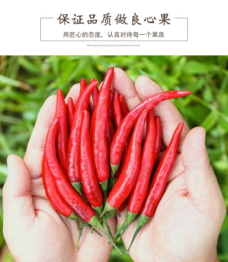 辣椒新鲜小米椒七彩椒朝天椒特辣二荆条农家红尖椒指天椒线椒5斤