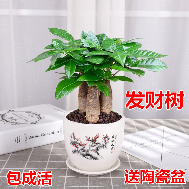 发财树盆栽室内客厅桌面绿植小盆景大发财树苗招财树吸甲醛植物