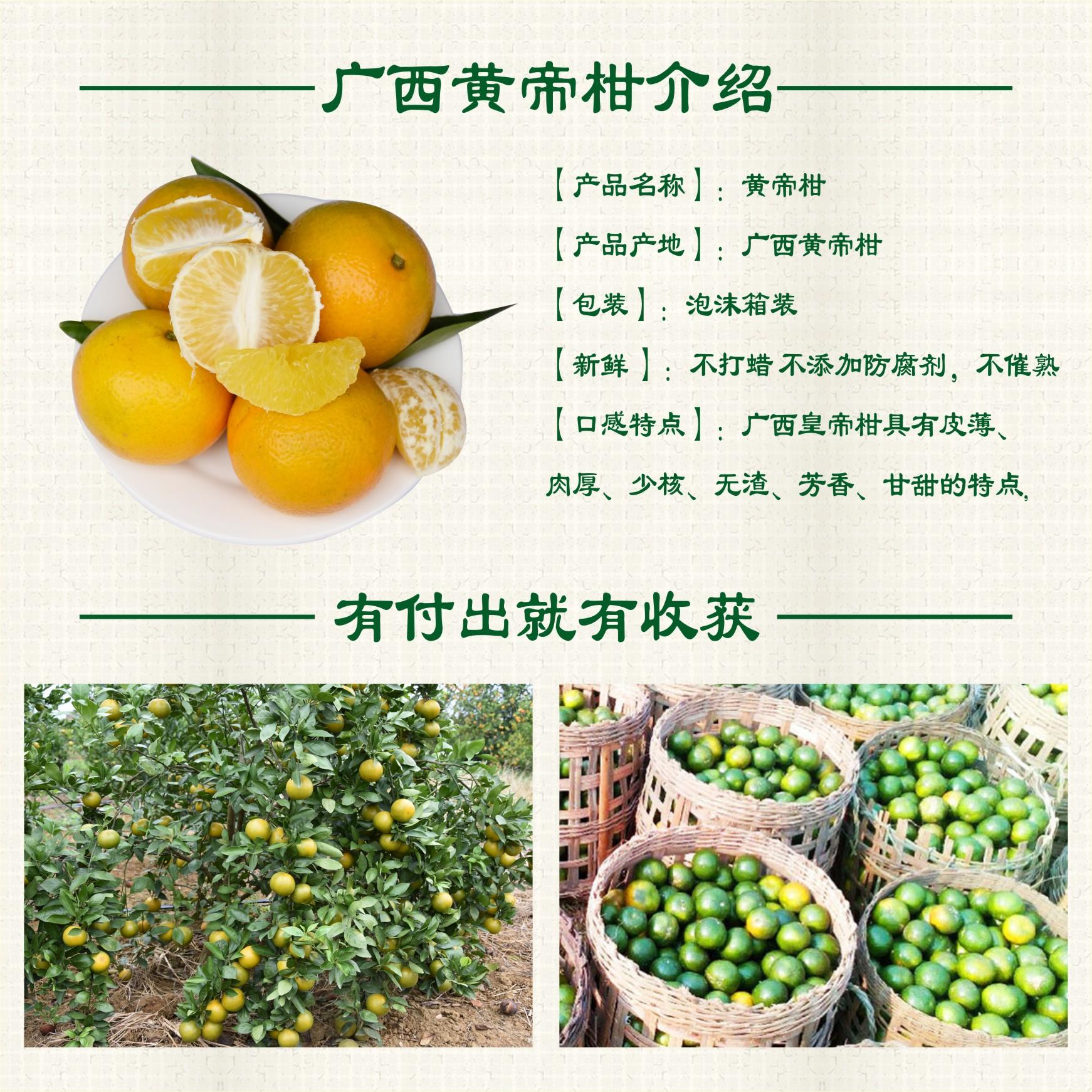 皇帝柑正宗广西皇帝柑贡柑现摘现发新鲜柑子 橘柑10斤中大果包邮