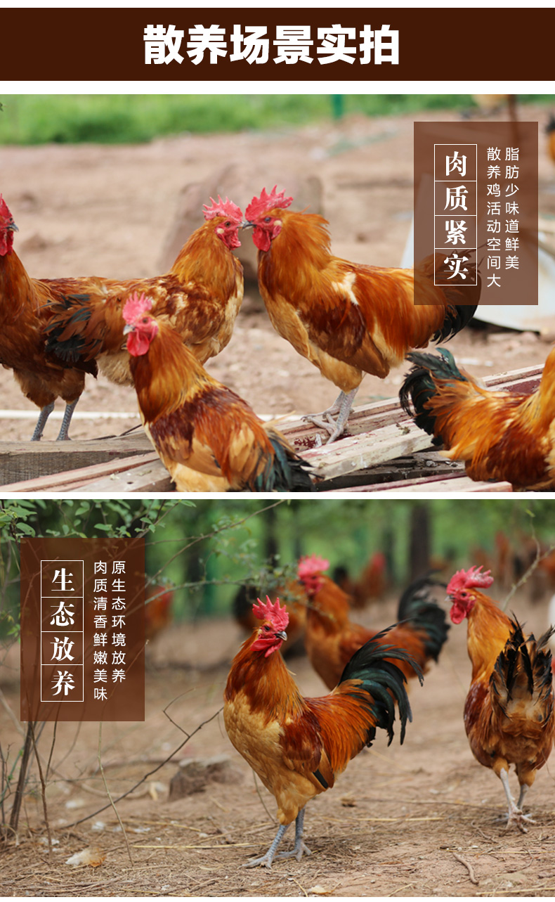 2只大公鸡8斤惠友肥西土鸡安徽农村散养土公鸡老公鸡大公鸡母鸡