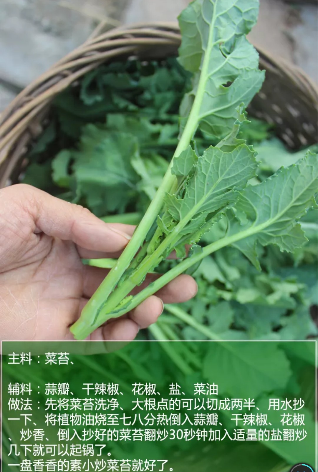 包邮【现摘现发】四川新鲜油菜苔鲜嫩油菜尖农家自种蔬菜薹芥菜苔5斤