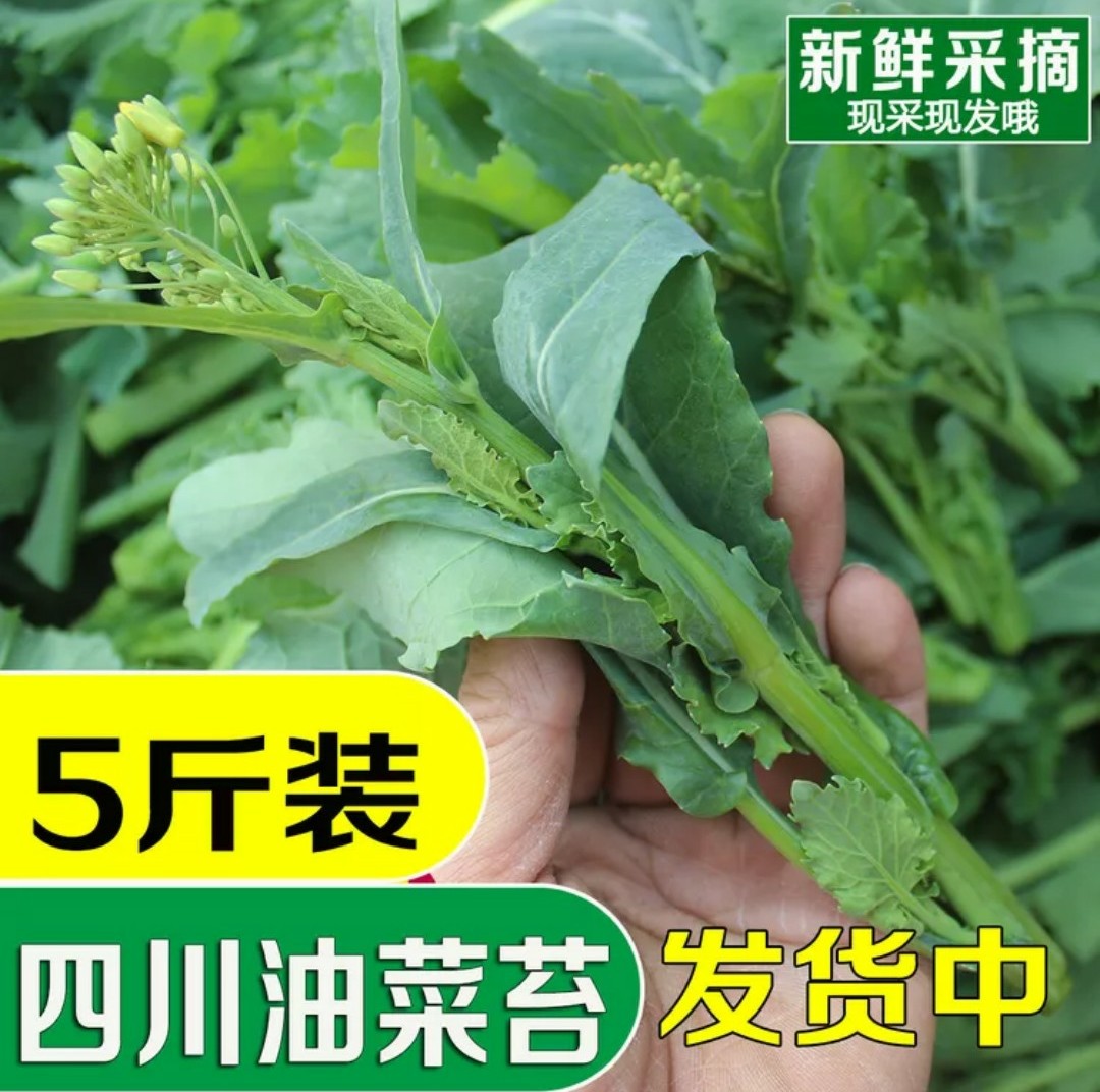 包邮【现摘现发】四川新鲜油菜苔鲜嫩油菜尖农家自种蔬菜薹芥菜苔5斤