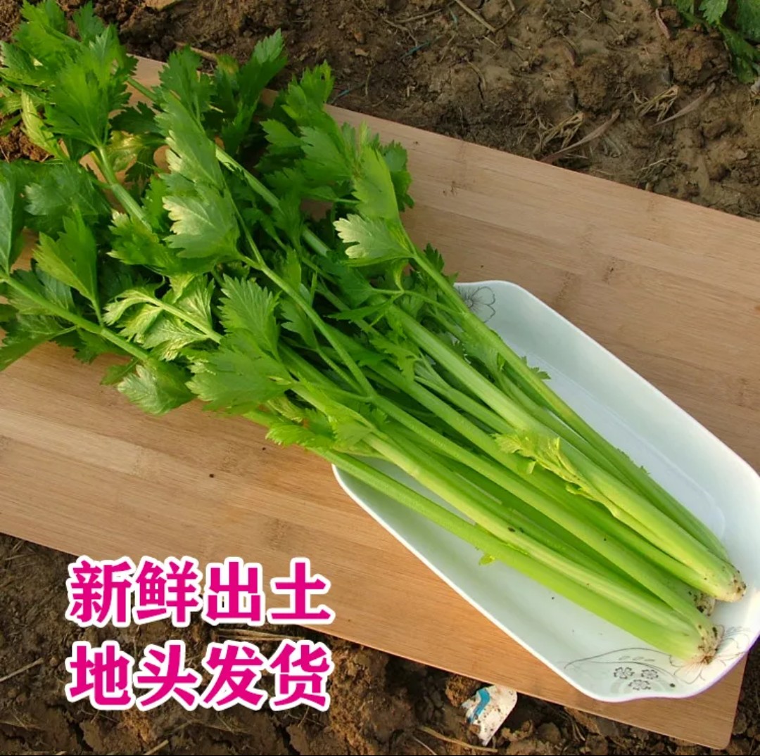 包邮山东特产农家自种现拔新鲜西芹菜5斤3斤1斤包邮青菜蔬菜香芹绿色