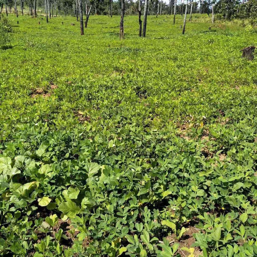 云南七彩花生.农家种植带壳七彩野生水洗晒干花生