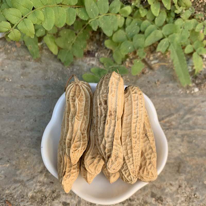 农家种植带壳七彩野生水洗晒干花生