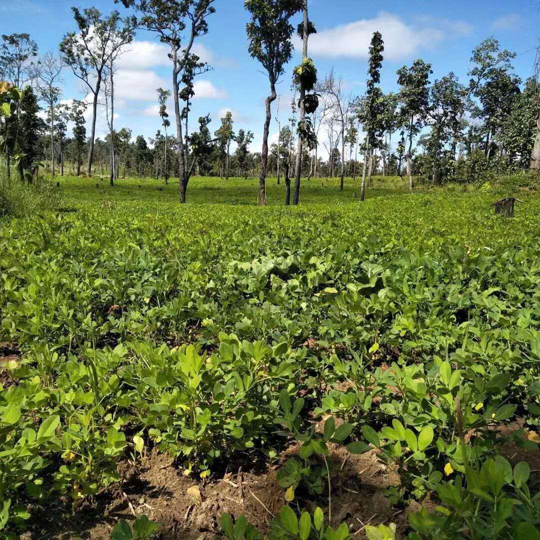 云南七彩花生.农家种植带壳七彩野生水洗晒干花生