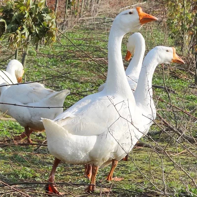 农家散养新鲜大鹅鹅肉鹅掌大白鹅活体冷冻非东北笨老鹅现杀完6斤