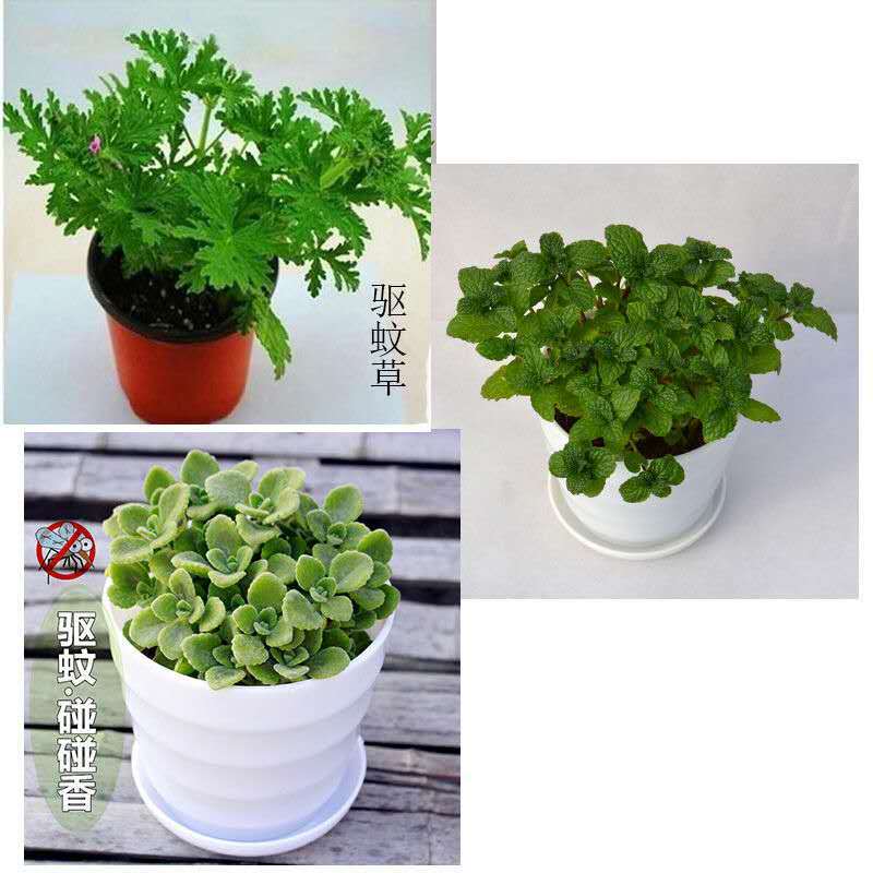 驱蚊草植物室内庭院驱蚊绿植盆栽香叶天竺葵薄荷食虫草迷迭香