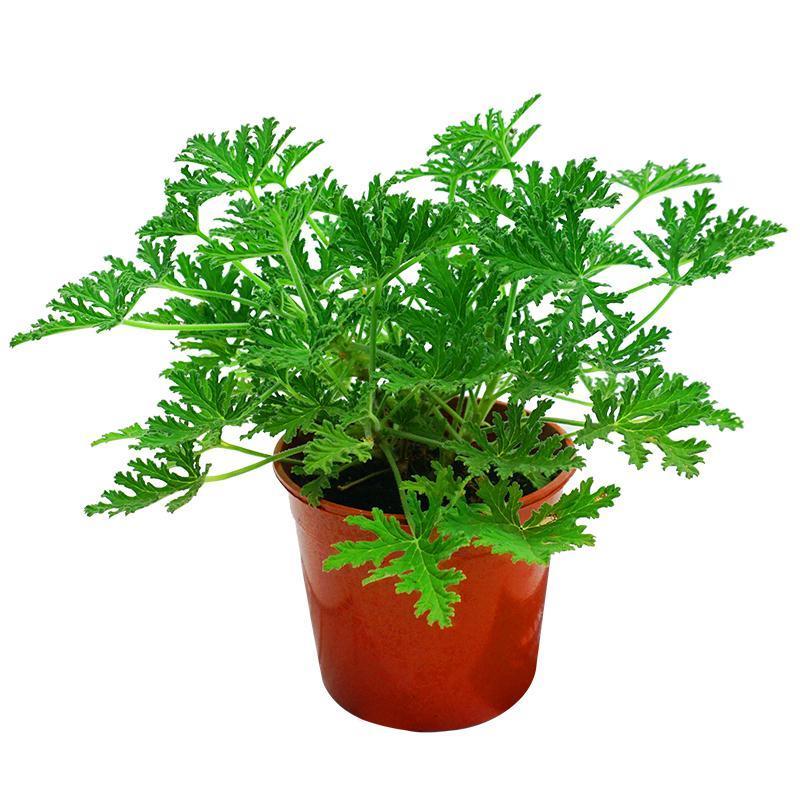 驱蚊草植物室内庭院驱蚊绿植盆栽香叶天竺葵薄荷食虫草迷迭香