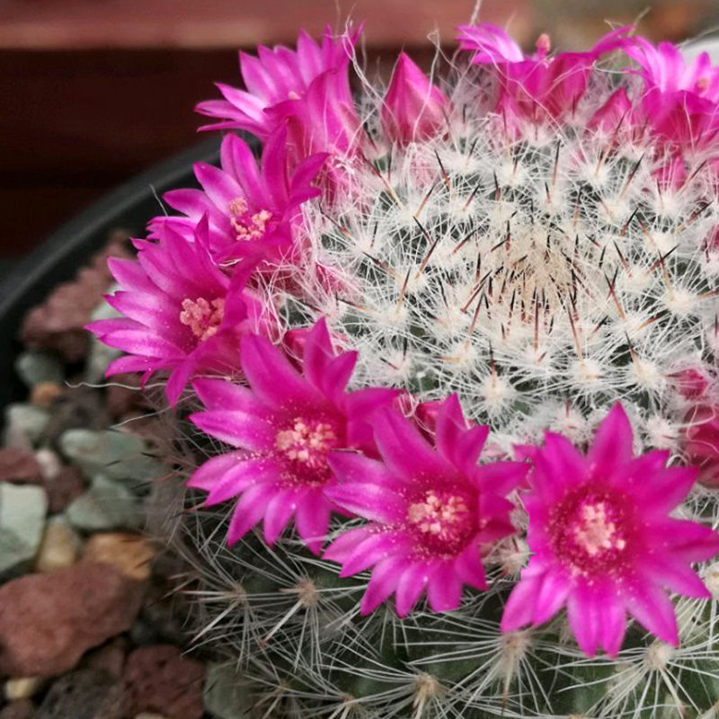 玉翁开花仙人球多肉植物花卉室内开花植物桌面盆栽陶瓷盆仙人球
