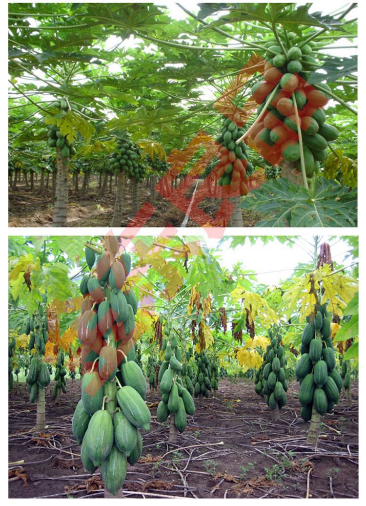 树上熟海南红心木瓜精品木瓜8斤/5斤装现摘现发