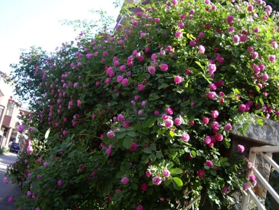 花 多花蔷薇花苗 爬墙梅 爬藤月季玫瑰爬墙 庭院花卉盆栽2年苗 最少拍