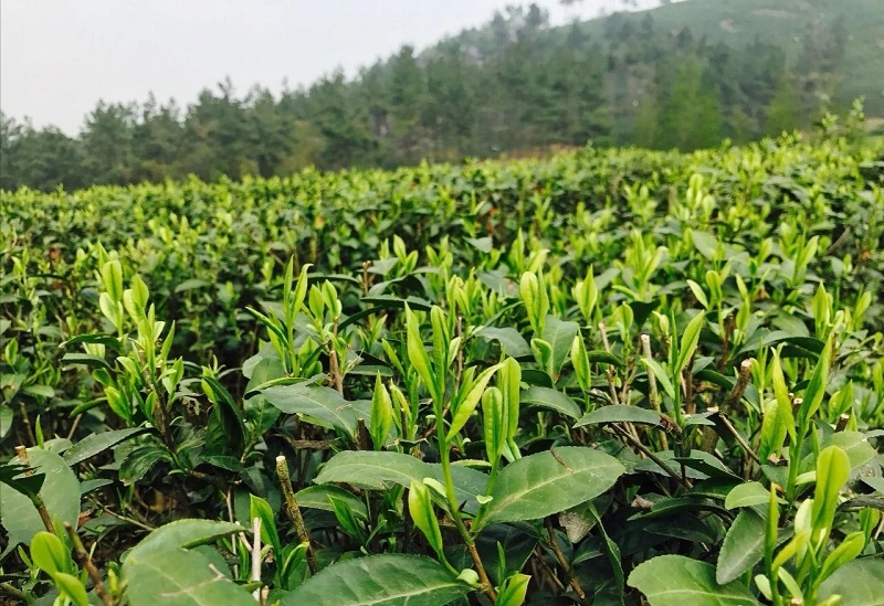 大白茶树图片