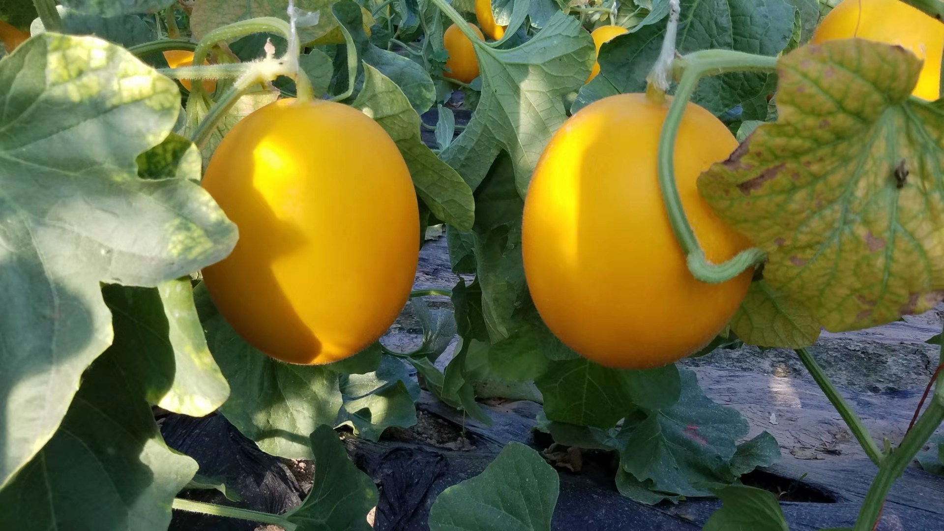 辰颐物语缅甸金蜜瓜7斤2个装哈密瓜皇帝瓜自然新鲜水果颐和vc果园