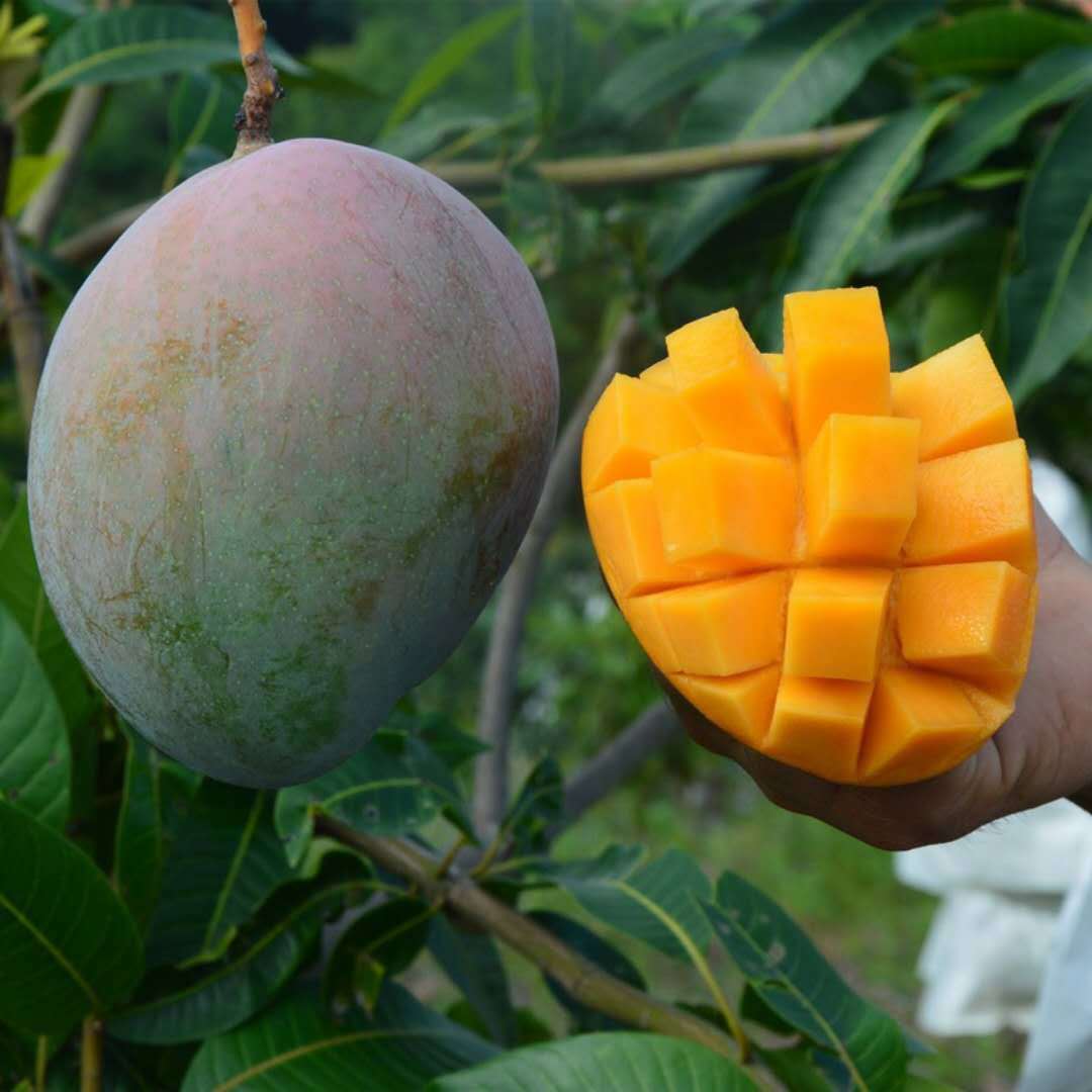 【攀枝花凯特芒】精选凯特芒,熟悉的大脸芒,源自阳光之城攀枝花