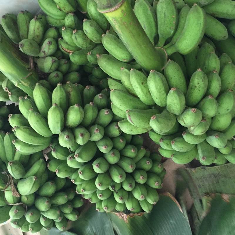 广西小米蕉鸡蕉5斤装现砍现发香蕉拇指蕉