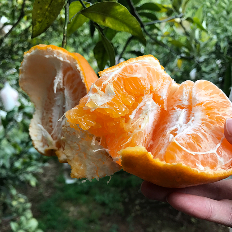 【爆款抢购价 下单立减2元】四川青见丑橘柑橘当季新鲜水果应季桔子现
