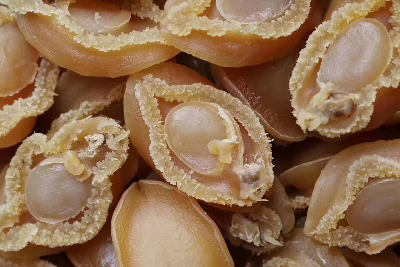 b款50头大连鲍鱼