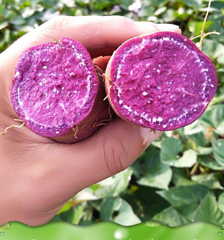 紫薯新鲜紫薯10斤紫薯山东新鲜紫地瓜紫心红薯小紫薯3斤5斤10斤