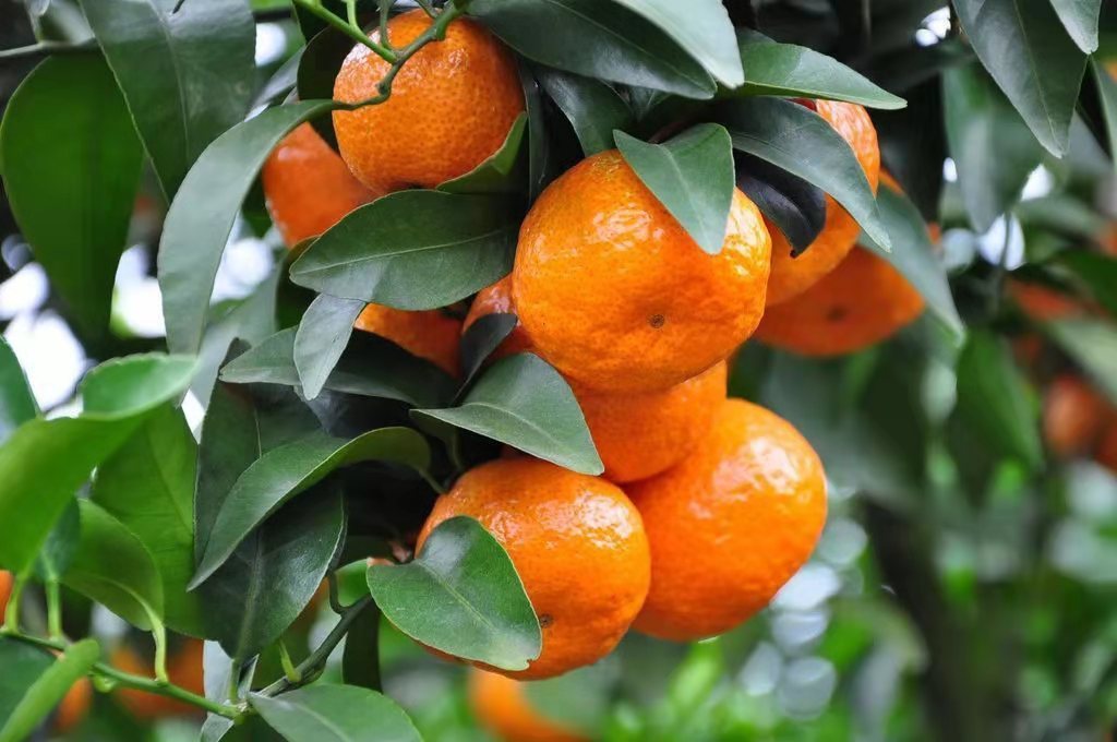 正宗广西砂糖橘3/5斤薄皮甜橘子10斤包邮批发当季新鲜砂糖桔水果