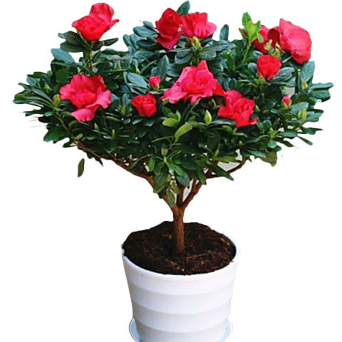 杜鹃花盆栽四季开花室内植物盆栽绿植