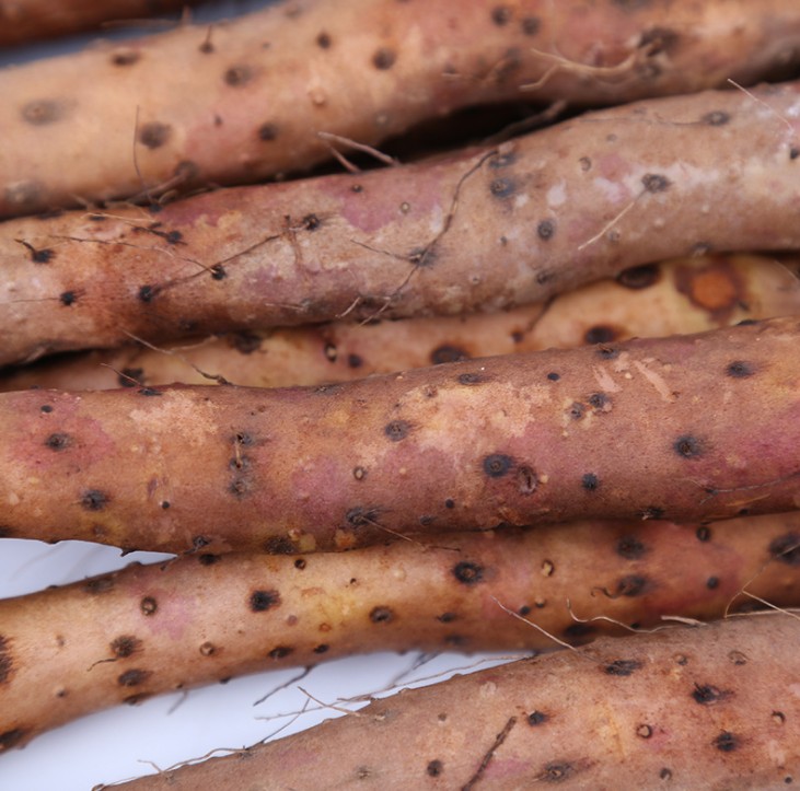 蠡县新鲜农家垆土铁棍淮山新鲜铁杆麻山药小白嘴山药五斤