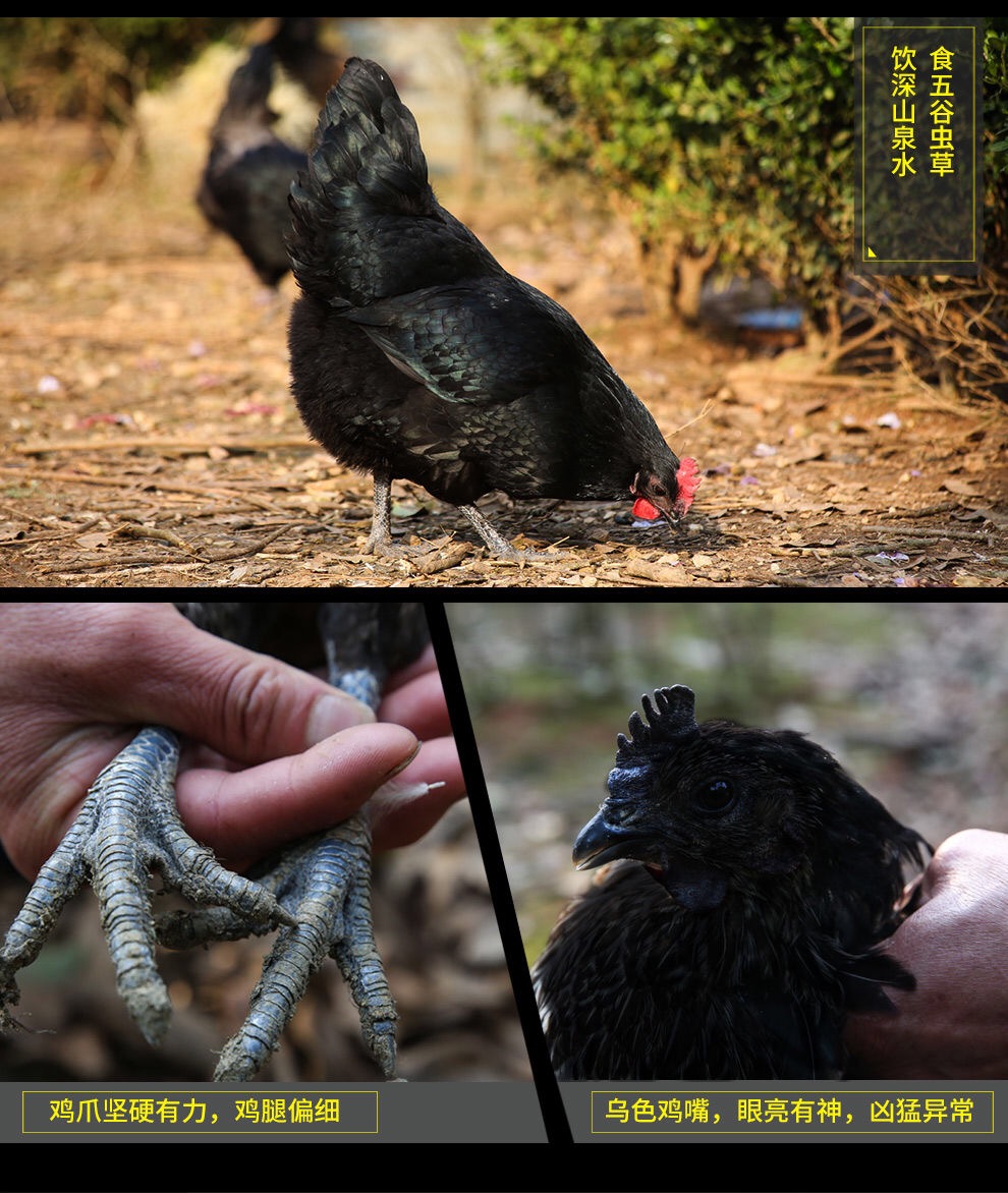 【亏促10000】正宗乌鸡新鲜土鸡老母鸡走地鸡肉五黑乌骨公鸡爪腿