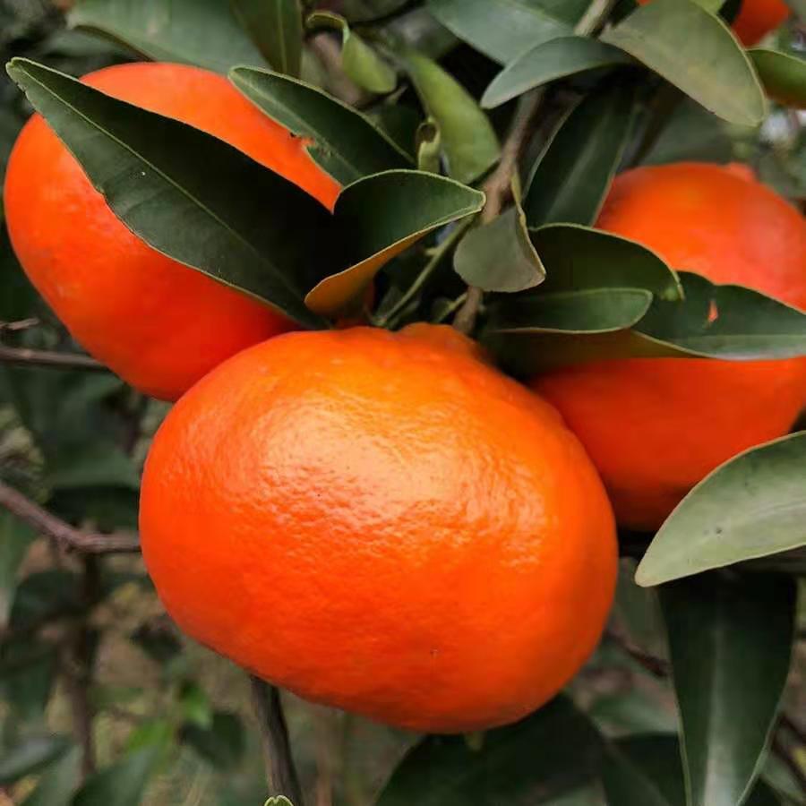 成熟的橘红果的图片图片