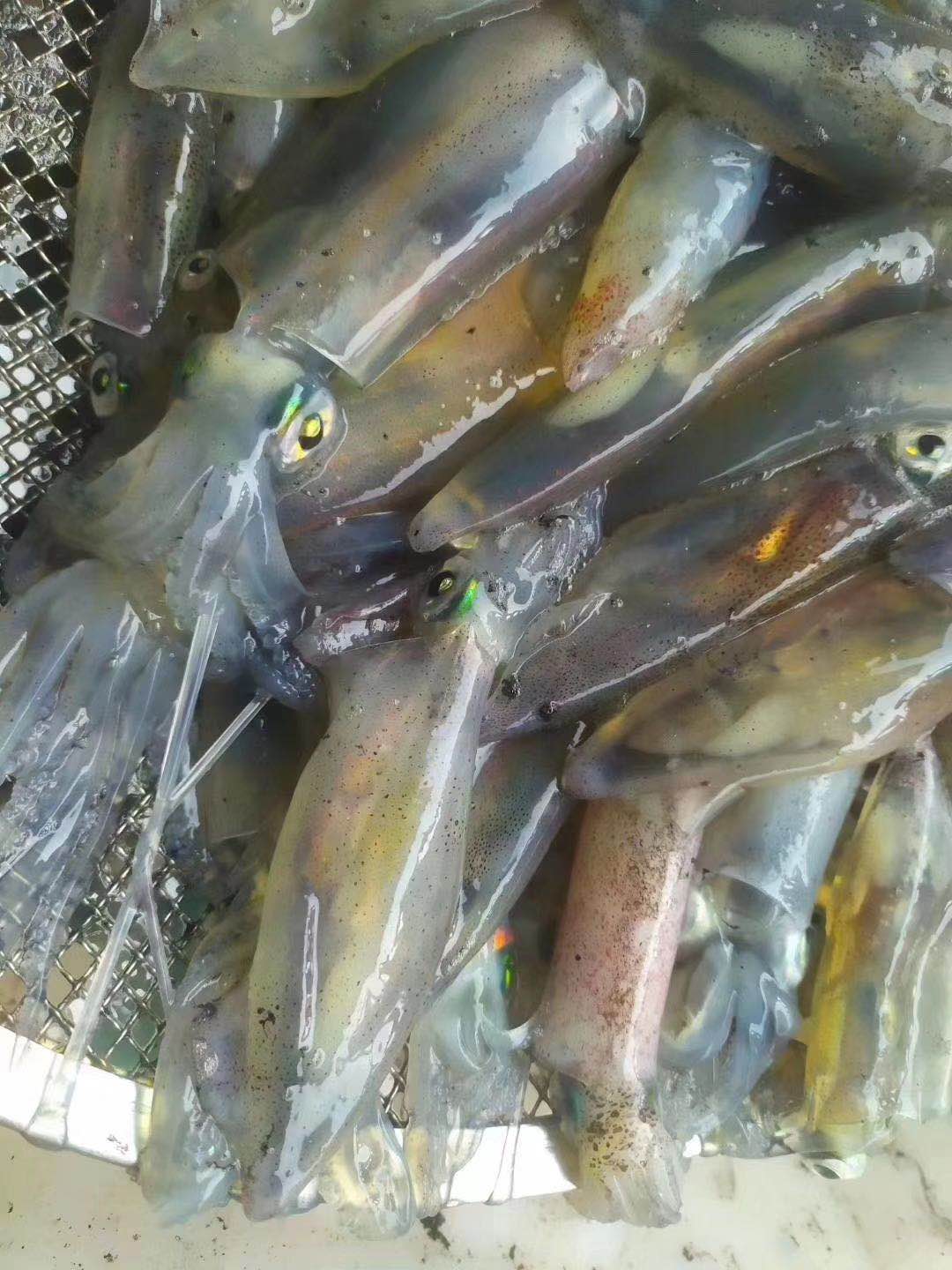 东山岛我爱渔灯光照鱿鱼活冻一口管4盒全国顺丰包邮到家