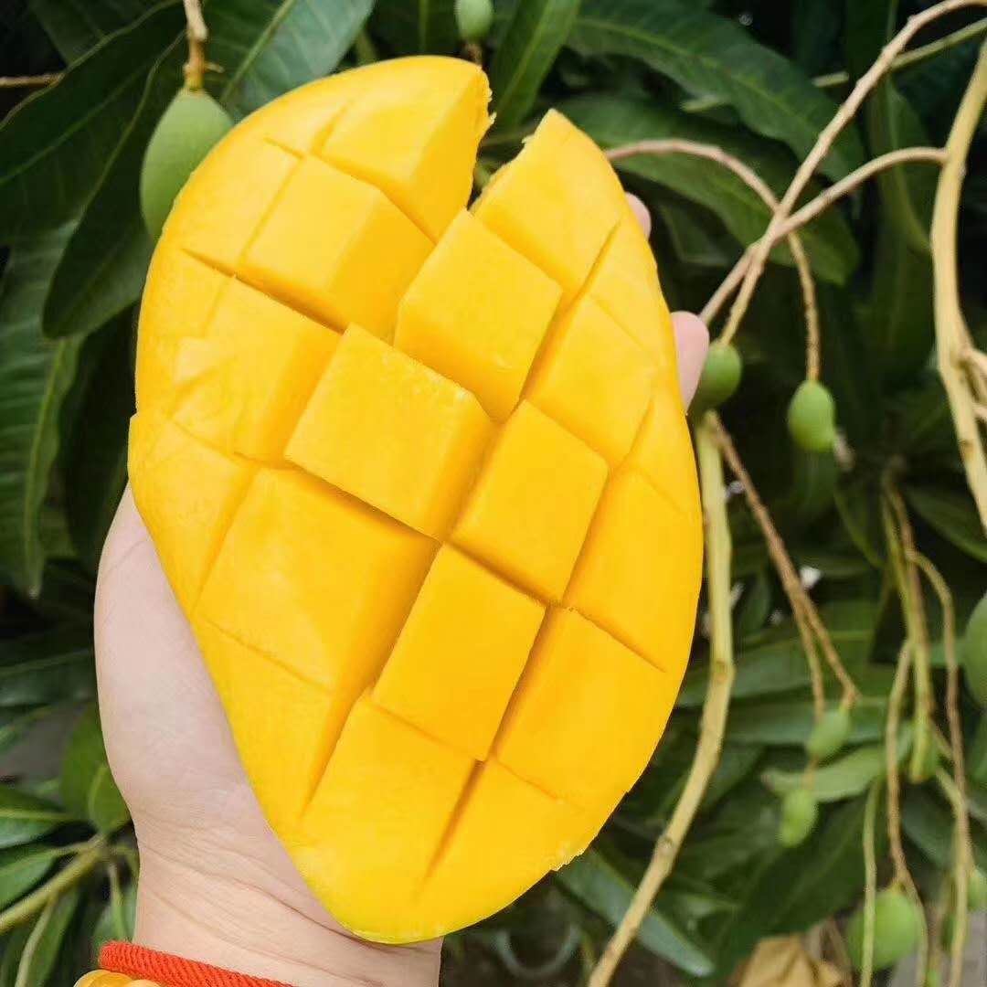 海南顶级金煌芒/果农现摘/顺丰/ems到家重约10斤99元