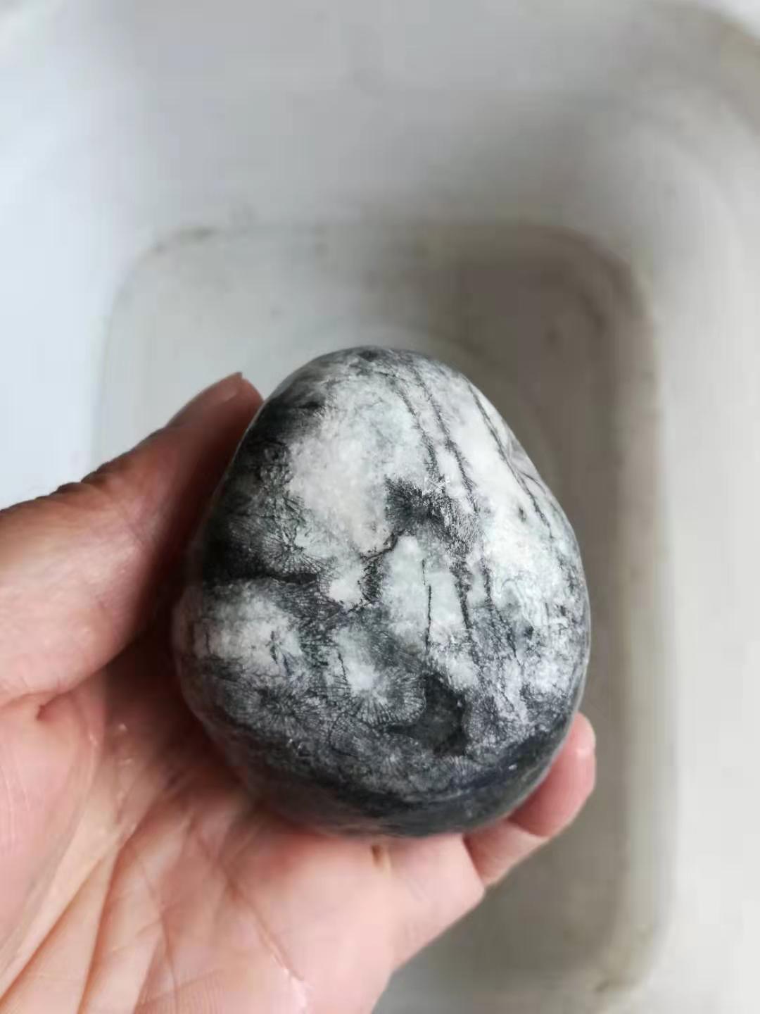 中江花石 珊瑚化石