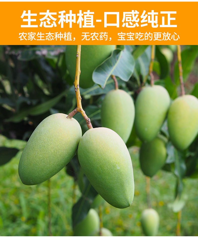 柬埔寨高乐蜜芒果10斤装当季新鲜水果水仙芒甜心芒果非玉芒大青芒