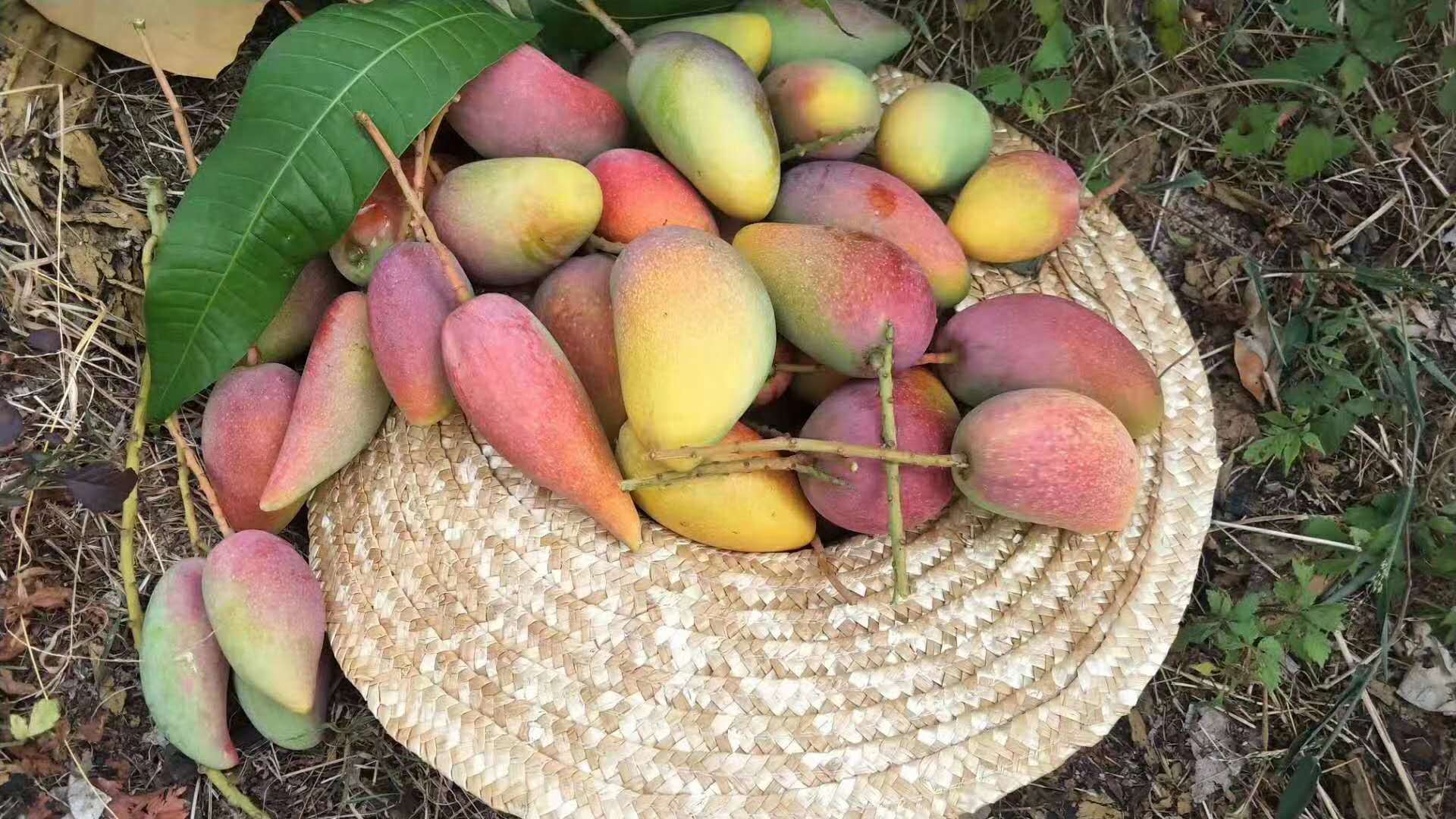 贵妃芒海南芒果10斤中大果新鲜水果包邮当季整箱青应季热带芒果