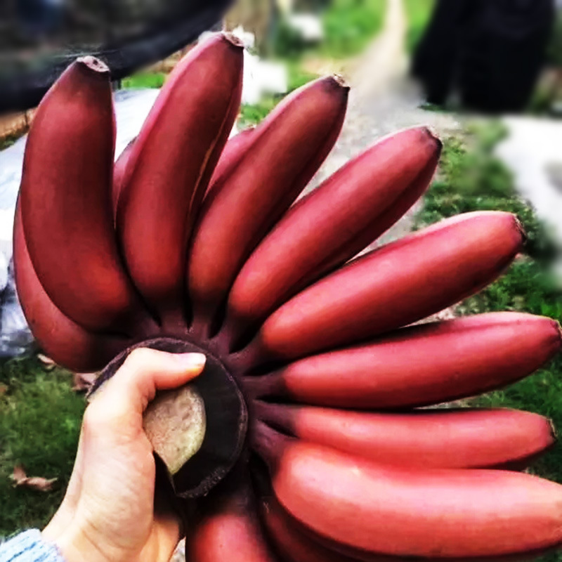 正宗潮汕简盛香港橄榄菜瓶装特产杂咸早餐下饭菜开胃咸菜佐粥小菜