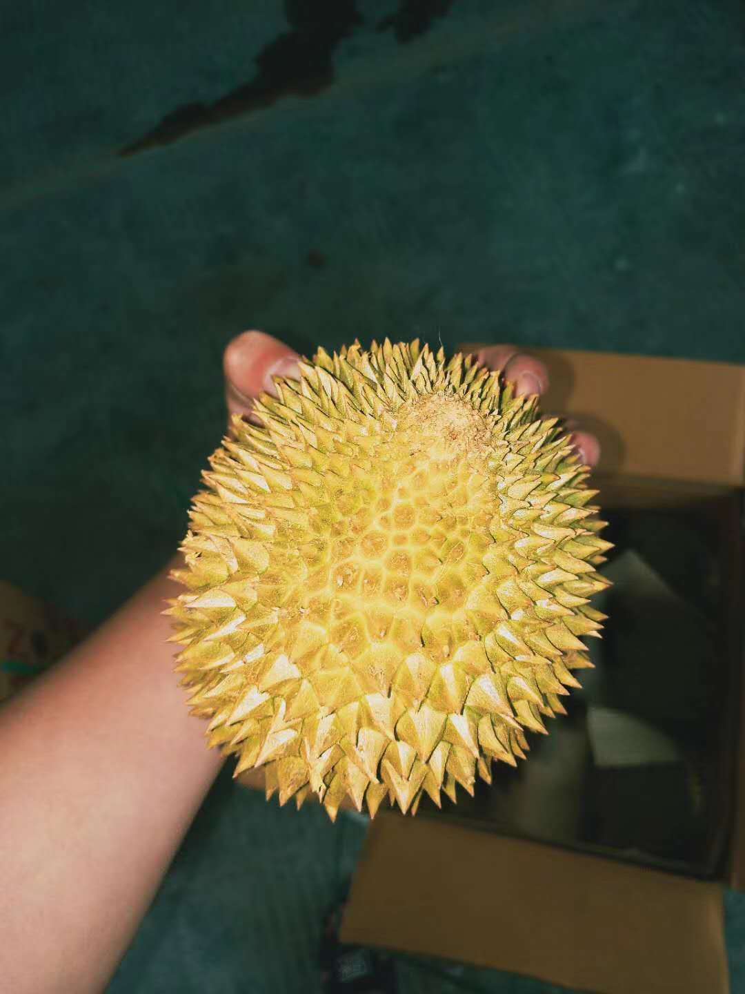 泰国金枕头榴莲新鲜水果当季进口包邮整箱巴掌榴莲