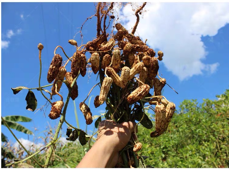 2020新货云南七彩花生农家原味七彩野地生花生带壳新货500g非红皮