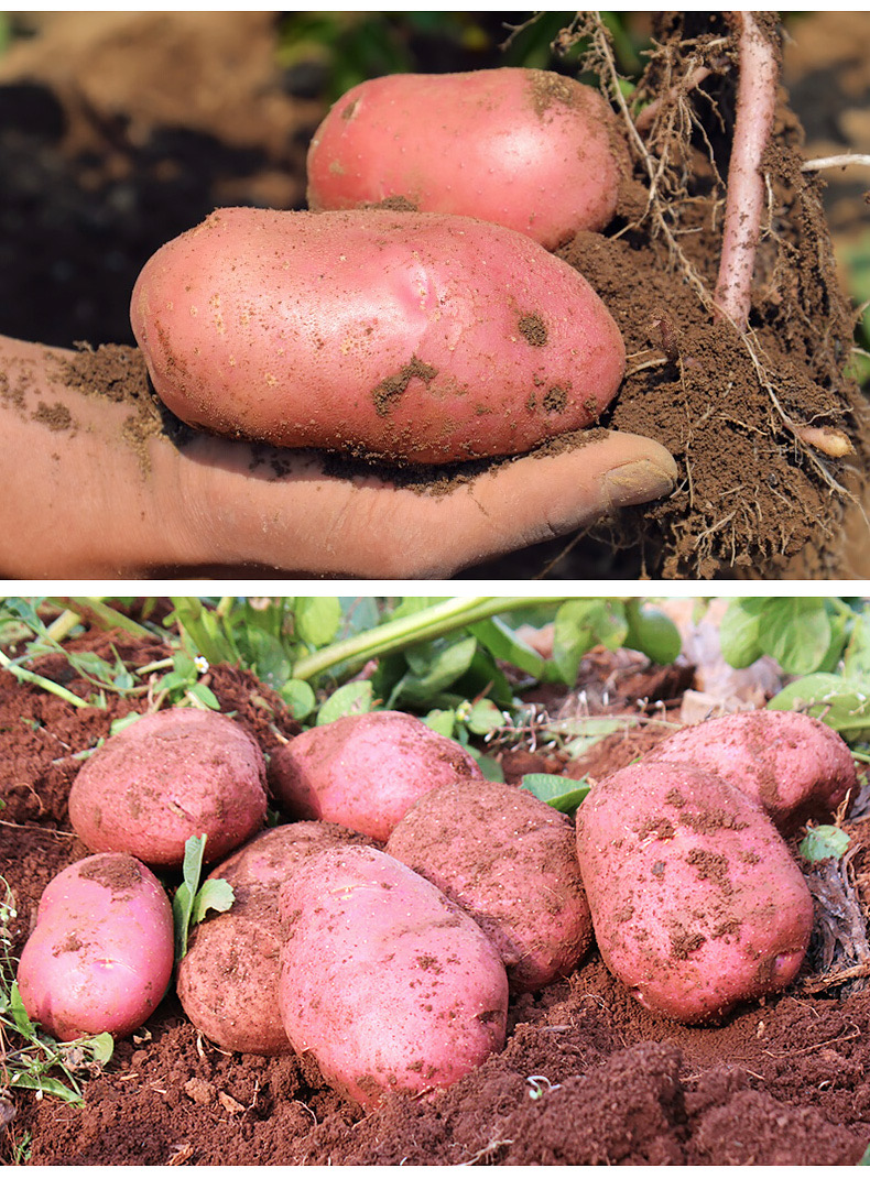 云南红土豆10斤包邮黄心品种植马铃薯红皮土豆种籽特大号洋芋(大)