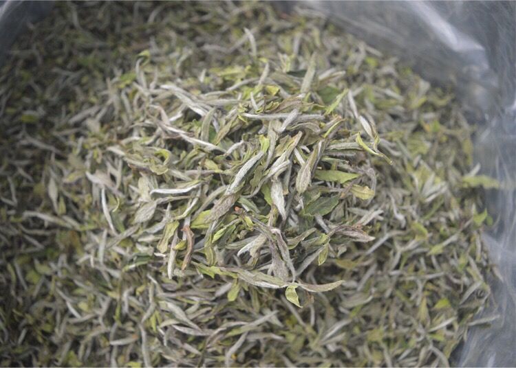 新茶福鼎白茶白牡丹茶叶2020年新茶特级牡丹王头春特级白茶礼品装