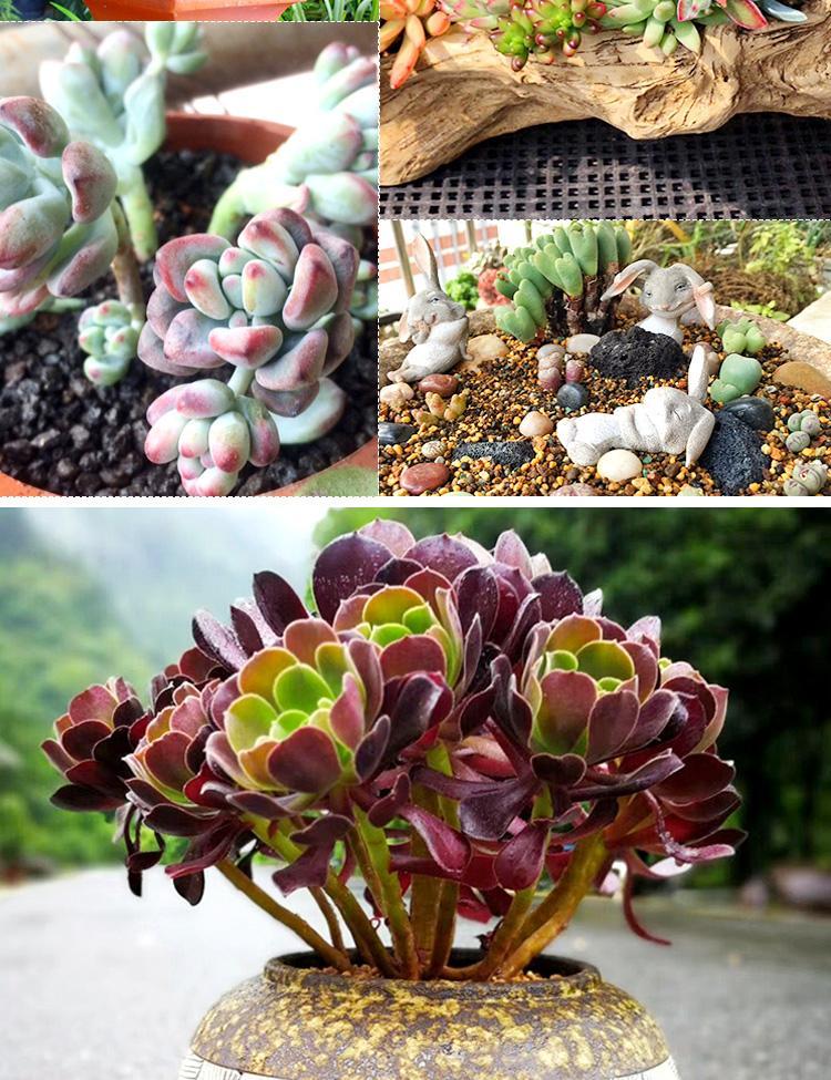 多肉铺面石专用营养土兰花种植蛭石陶粒麦饭石珍珠岩火山石颗粒土