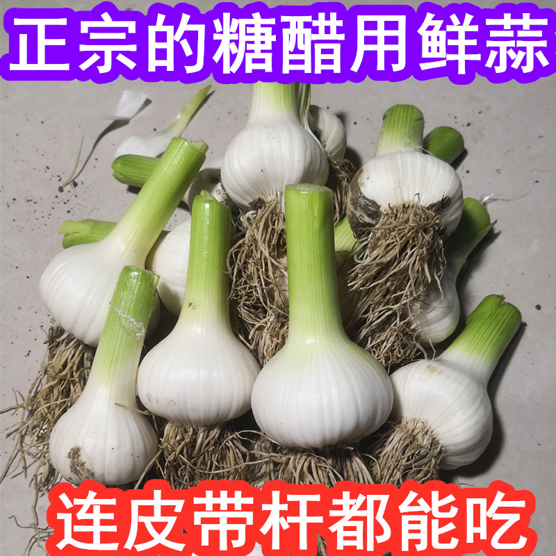 2020新鮮大蒜 糖蒜溼蒜白皮鮮蒜 糖醋用鮮蒜5斤包郵 山東農家新