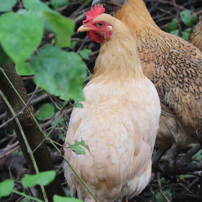 【2年老母鸡】深山农场农家散养2-3年老母鸡土鸡月子鸡走地鸡笨鸡