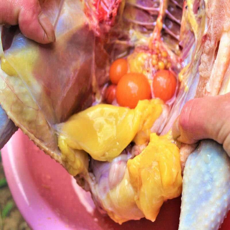 发2只土鸡农家散养老母鸡山林走地鸡农村三黄鸡现杀新鲜鸡肉笨鸡