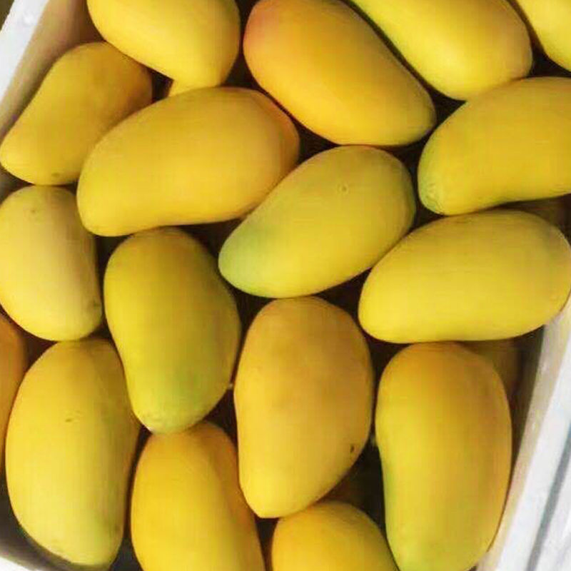 新鲜小台农芒果整箱应季热带水果批发海南青芒果非广西贵妃