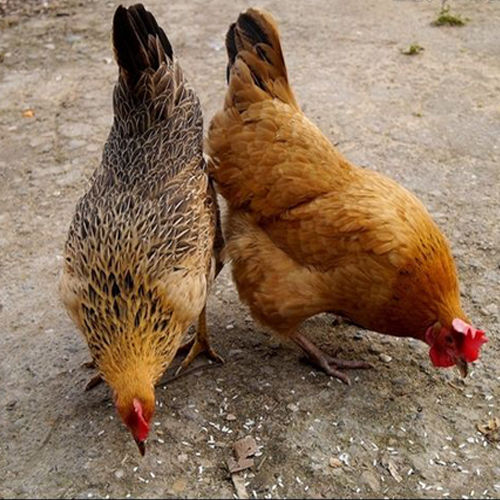 【黑脚老母鸡】正宗土鸡草鸡柴鸡月子鸡走地鸡散养700天