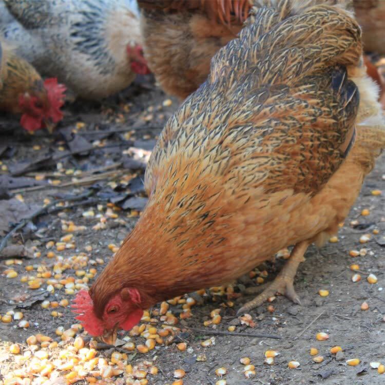 【黑脚老母鸡】正宗土鸡草鸡柴鸡月子鸡走地鸡散养700天
