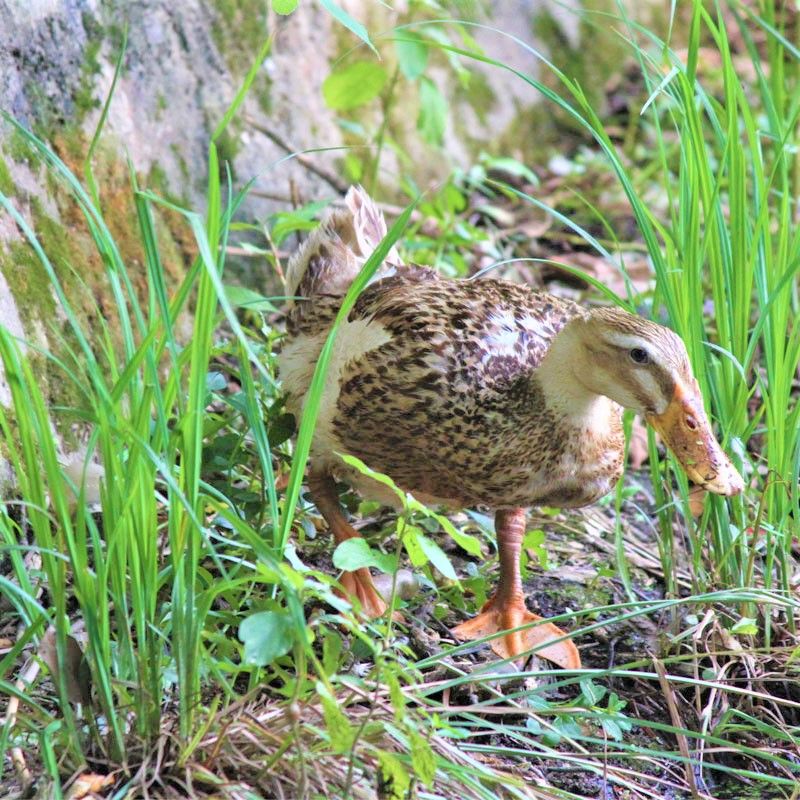 【第2只一元】农村散养土鸭整只麻鸭草鸭鸭子新鲜鸭肉活鸭现杀