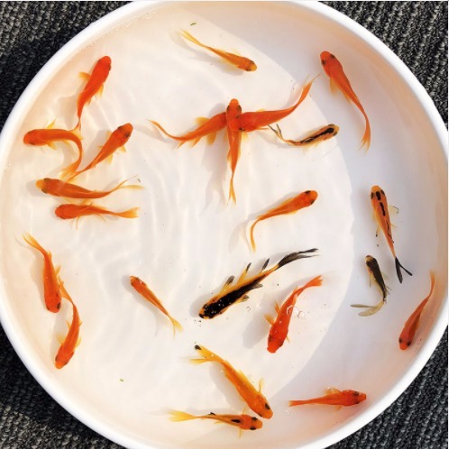 观赏鱼不用加温草金金鱼冷水易养宠物风水小红草锦鲤活体鱼苗包邮